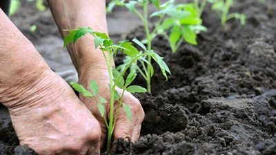 对《小岗村模式》一文中“产权分离优越论”与“集体化过时论”的系统回复