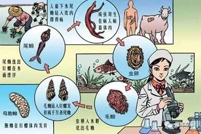 人民领袖与瘟疫村农民的故事