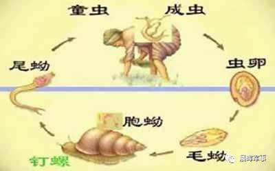 人民领袖与瘟疫村农民的故事