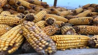 极端天气频发，中国农业如何被改写？